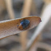 Mealybug Ladybird Beetle