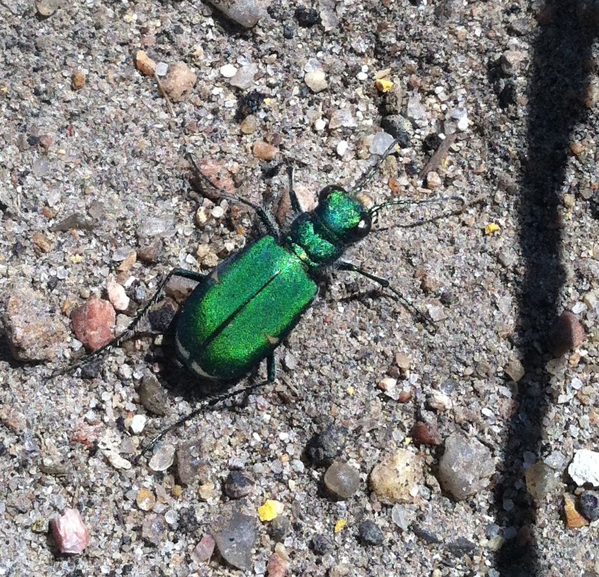 Six-spotted Tiger Beetle