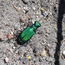 Niwot Biodiversity Gang