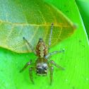 Jumping Spider