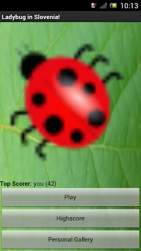 Ladybug in Slovenia