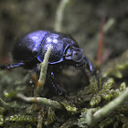 Forest Dung Beetle