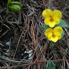 Viola orientalis, 노랑제비꽃