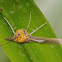 Snouted Tiger moth