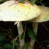 Amanita