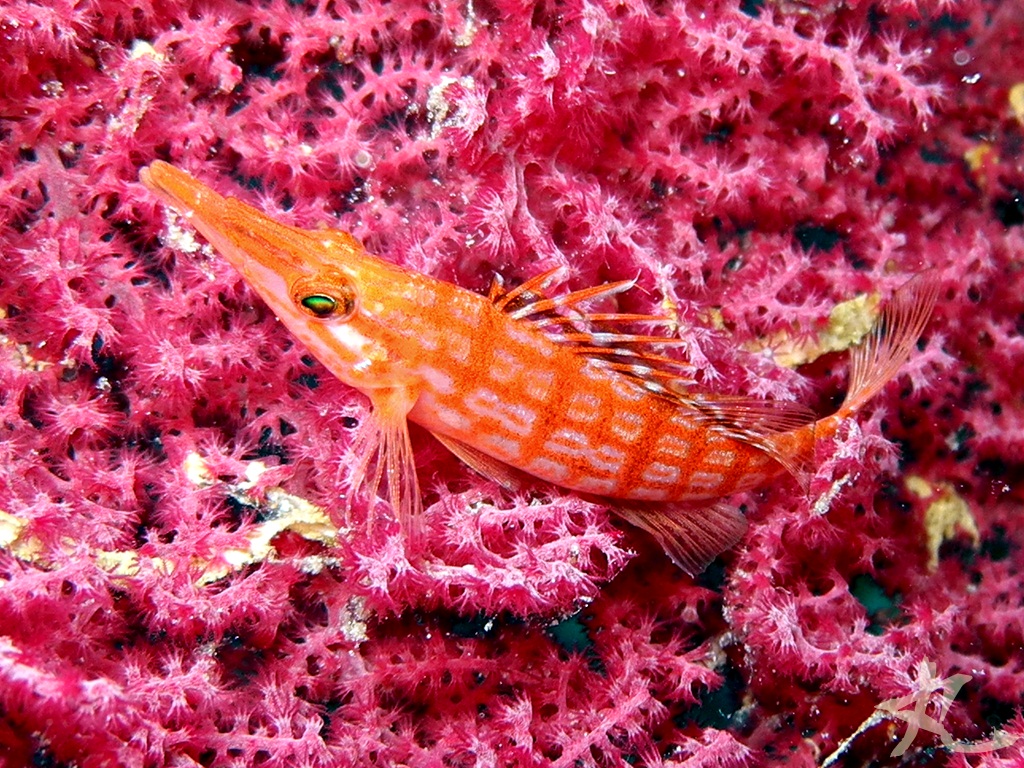 Longnose Hawkfish