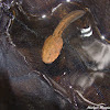Larva de sapo Alsode