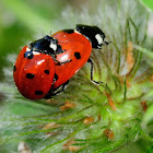 Seven-spot ladybird, mariquita