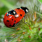 Seven-spot ladybird, mariquita