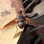 Brown Ligyra Beefly