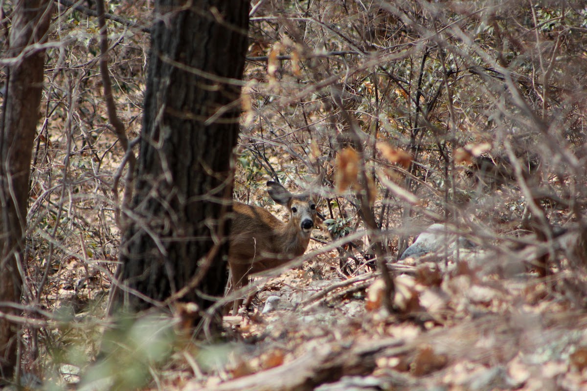 White Tailed Deer