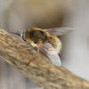 Brown True Bee Fly