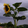Girasol. Sunflower