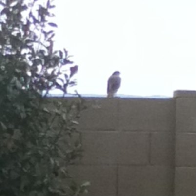 Cooper's hawk