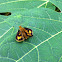 Green Grass-Dart Skipper Butterfly