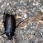 Bark-Gnawing Beetle