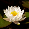 water lily