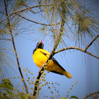 Black-hooded Oriole