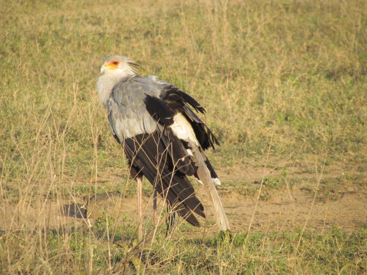 Secretary Bird