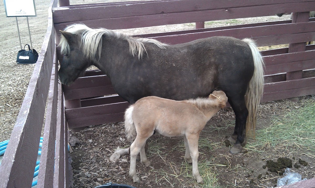 Shetland pony mare and foal