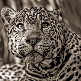 by Nancie Rowan - Animals Lions, Tigers & Big Cats