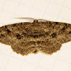 Canadian Melanolophia Moth