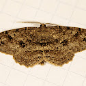 Canadian Melanolophia Moth