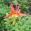 Western Columbine