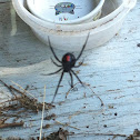 Southern black widow (female)