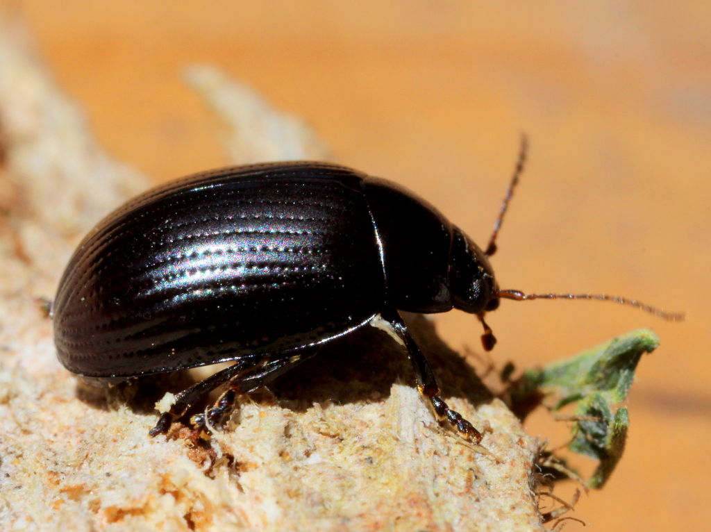 Black leaf beetle