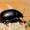 Black leaf beetle