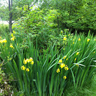 Yellow Iris