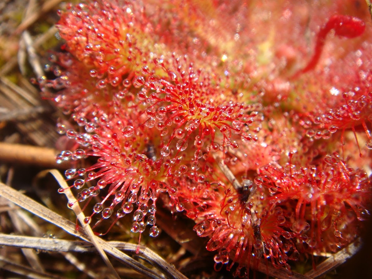 Spoon-leaved sundew