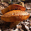 Common brown mushroom