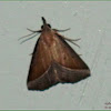 Hypena Noctuid Moth