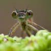 Blue-tailed Damselfly