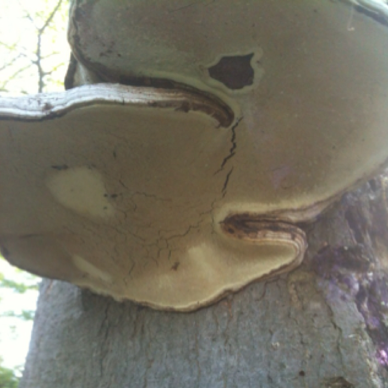 Bracket or Shelf Fungi