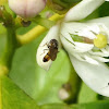 Hoverfly (Melanostoma fasciatum)