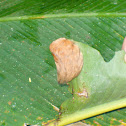 Puss moth, aka Tree asp  