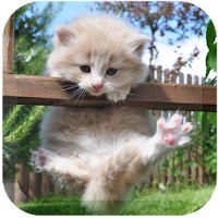 Dream Cat LiveWallpaper APK ภาพหน้าปก