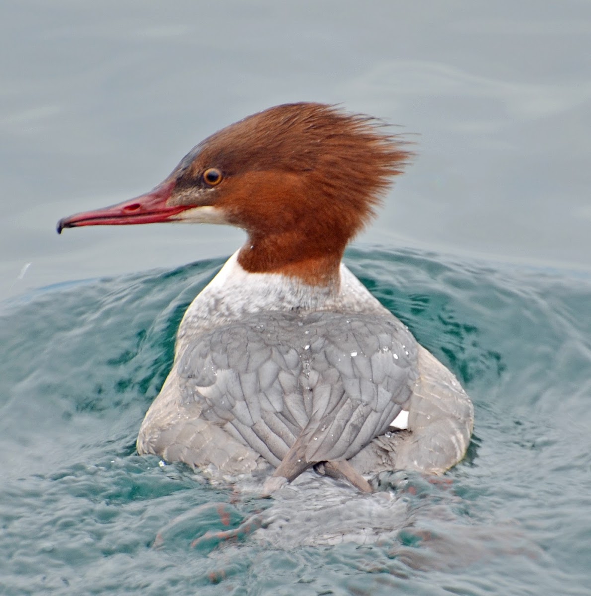 Goosander or Common Merganser (female)