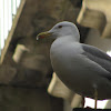 European Herring Gull(gaivota argentea)
