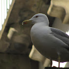 European Herring Gull(gaivota argentea)