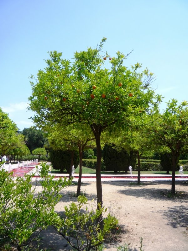 Naranjo amargo ornamental (citrus bigaradía)