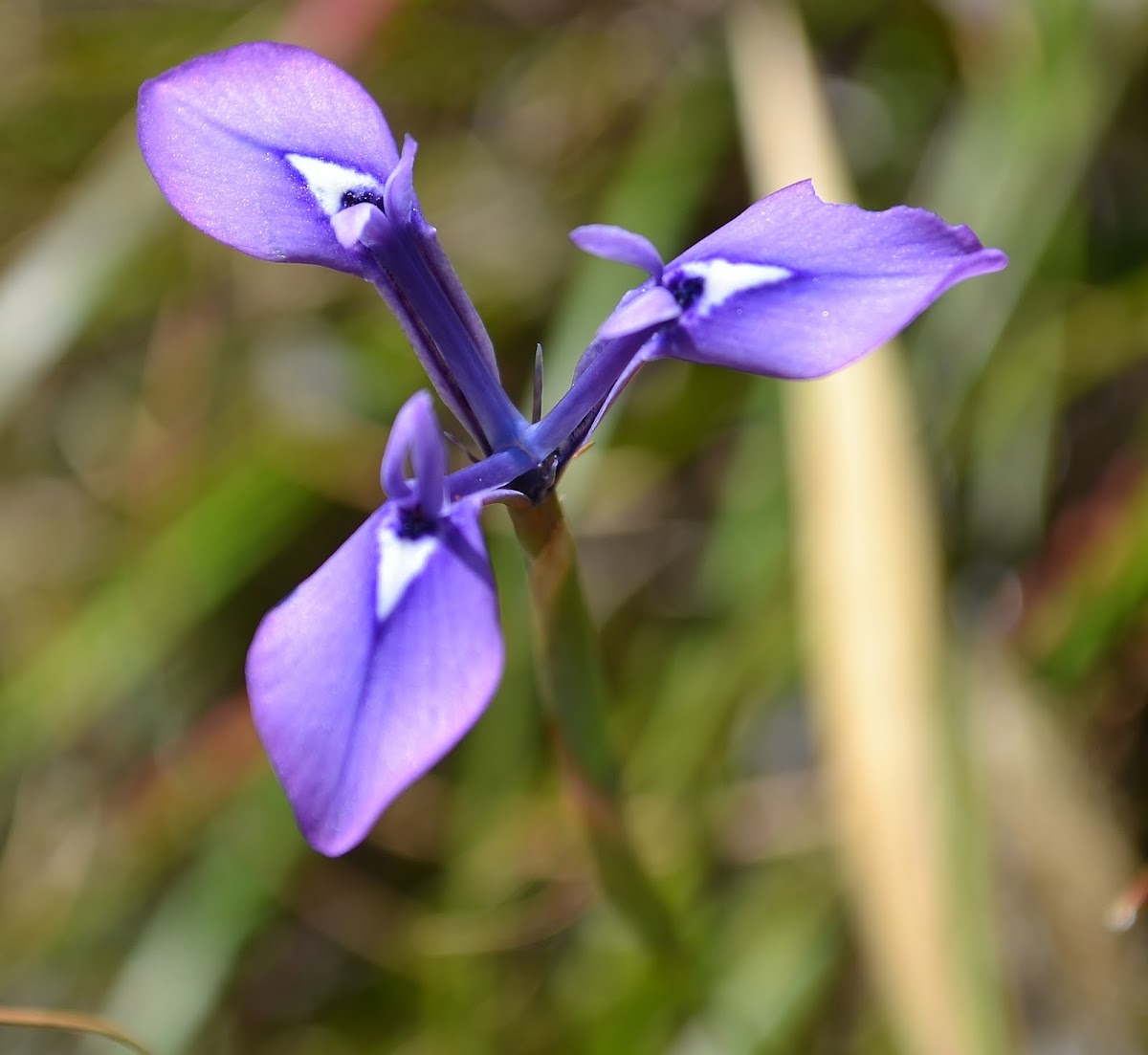 Moraea