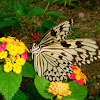 Rice Paper Butterfly