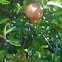 Pomegranete tree