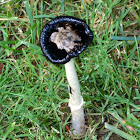 Inky Cap