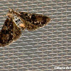 Splendid palpita moth