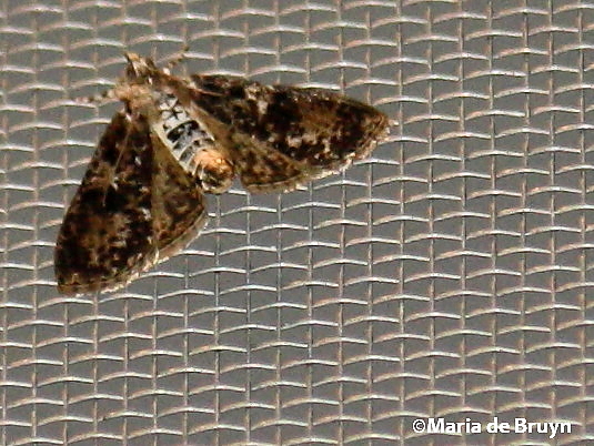 Splendid palpita moth
